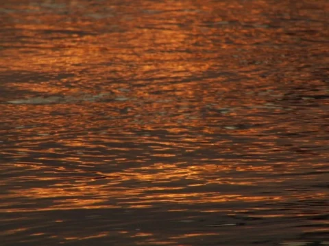 Water current in River in Amazon Jungle Rainforest at Sunset Stock Footage 112943412