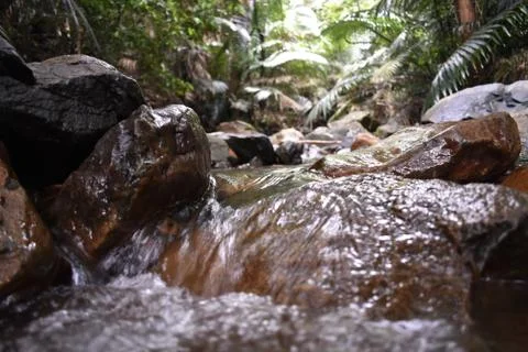 Water cutting through the rocks between the forest Stock Photos