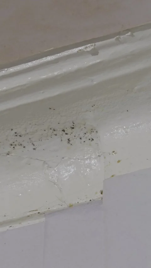 Water Damage and Black Mold on a Wet Wall Corner Stock Footage 329963583