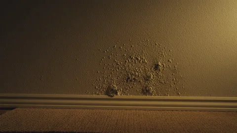 Water damage on wall, black mold damage on wall Stock Footage 146359105