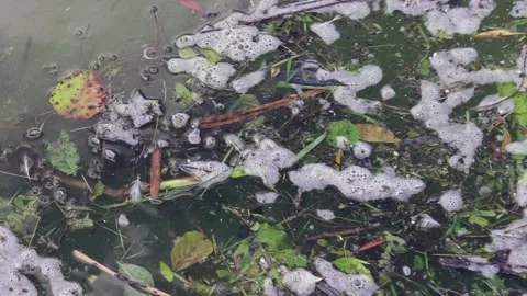 Water with debris from leaves, branches, close-up. Stock Footage 219670566