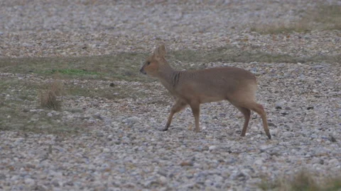 The Water Deer combing the beach Stock Footage 168716422