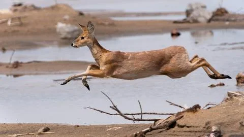Water Deer Leaping Over Stream in Wild Habitat Stock Photos