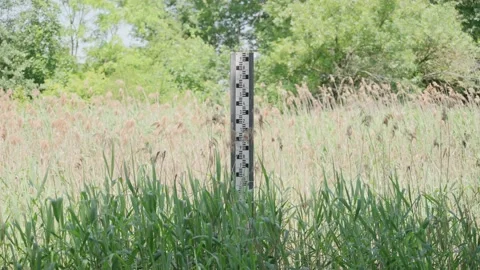 Water depth gauge or level marker standing in swamp or pond with water plants Stock Footage 218469875