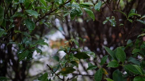 Water dew drop on green leaf nature Stock Footage 92625815
