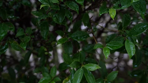 Water dew drop on green leaf nature, morning scene Stock Footage 93882115