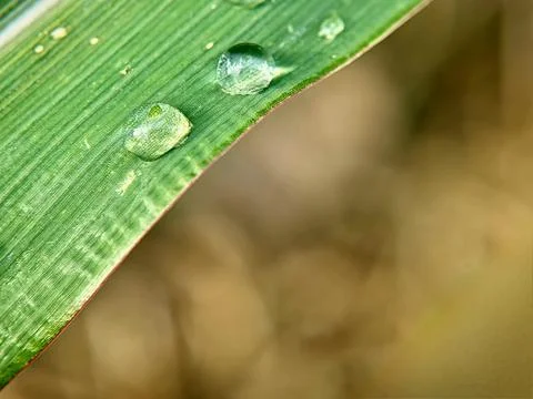 Water Dew Drops on Corn Leaf Zea mays Glistening in Extreme Close Up Macro View Stock Photos