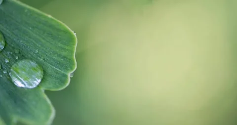 Water dew drops on a fresh ginkgo biloba leaf macro shot Stock Footage 340323902