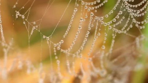 Water Dew Drops On Spider Web Stock Footage 341363711