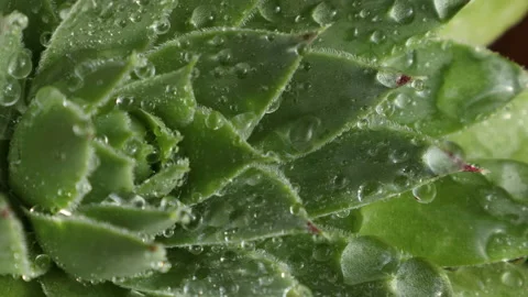 Water dew falling on green leaves of the plant Stock Footage 137676137