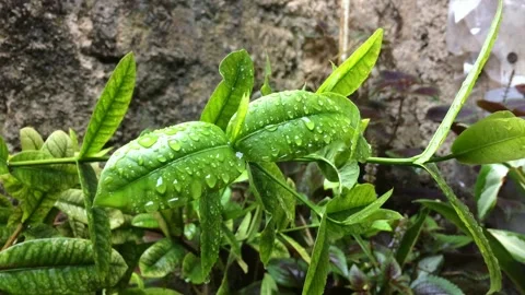 Water dew on the leaves Stock Footage 238526903