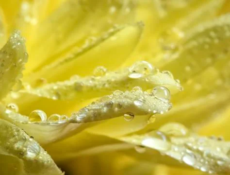 Water dew Stock Photos