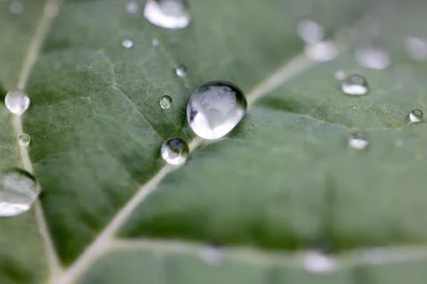 Water Dew Foto stock
