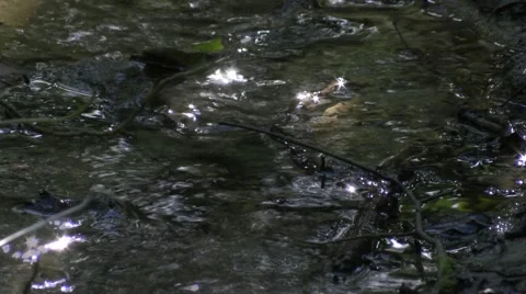 Water in dimly lit stream Stock Footage 49093560
