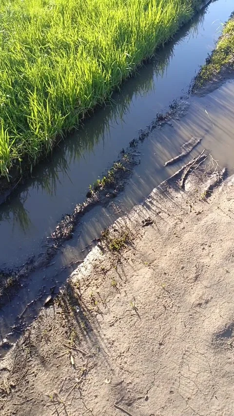 Water in a ditch on the road in the forest. Traces of cars on the ground near Stock Footage 336183170