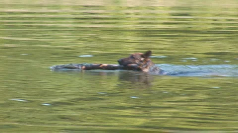 Water dog 2 Stock Footage 5956265