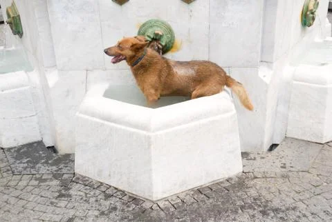 Water dog Stock Photos