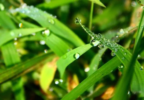 Water dots in macro Fotos Stock