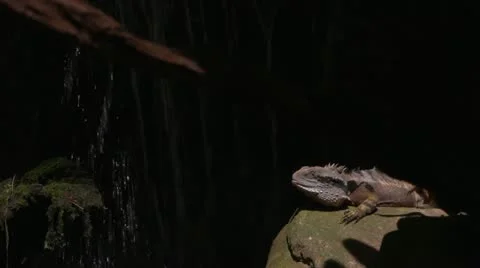 Water Dragon Video stock 21219142