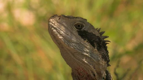 Water dragon (Lizard) Stock Footage 264518