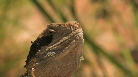 Water dragon (Lizard) Stock Footage 264549