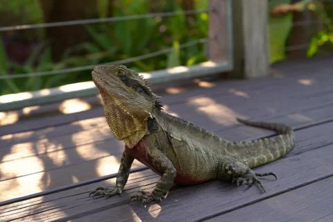 Water Dragon, Lizard Stock Photos