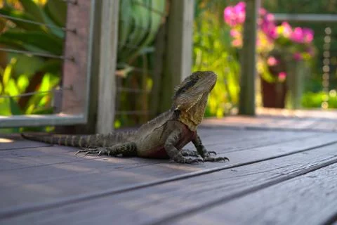 Water Dragon, Lizard Stock Photos