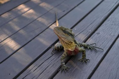Water Dragon, Lizard Stock Photos