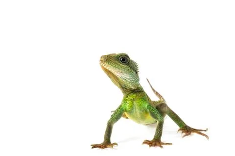 Water dragon Stock Photos