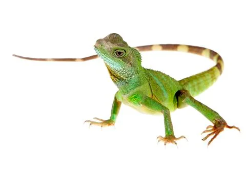Water dragon Stock Photos