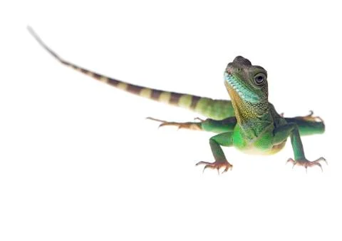 Water dragon Stock Photos