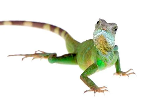 Water dragon Stock Photos