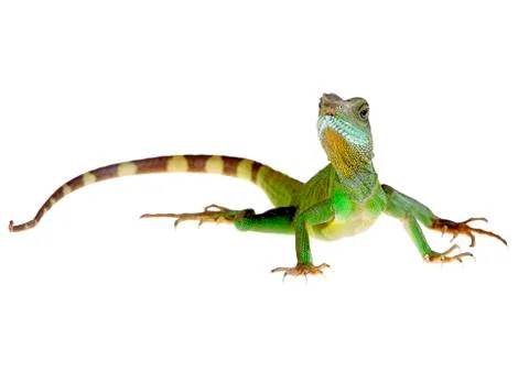 Water dragon Stock Photos