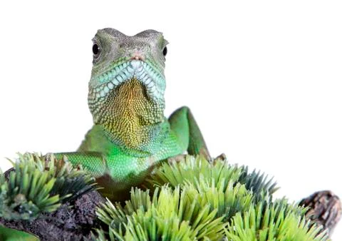 Water dragon Stock Photos