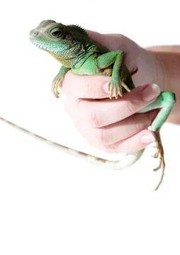 Water dragon Stock Photos
