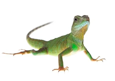 Water dragon Stock Photos
