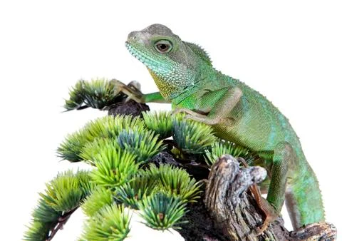Water dragon Stock Photos