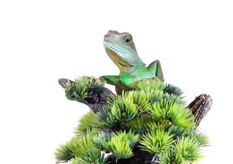 Water dragon Stock Photos