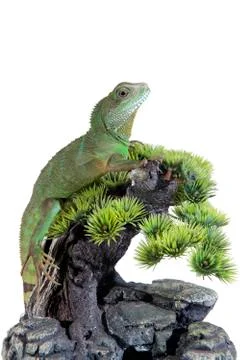 Water dragon Stock Photos
