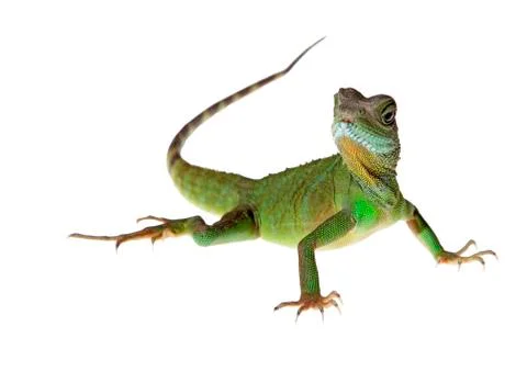 Water dragon Stock Photos