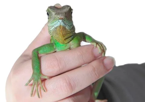 Water dragon Stock Photos