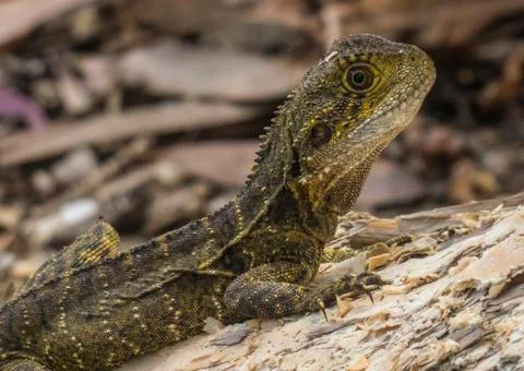 Water Dragon Stock Photos
