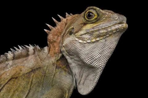 Water dragon, Physignathus coconcinus Stock Photos