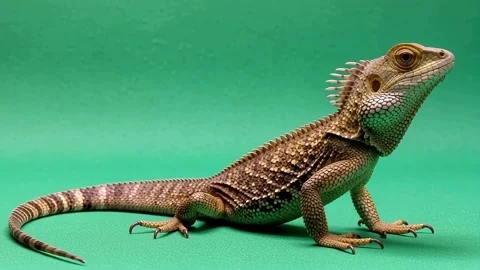 Water dragon resting on a green background in the studio shot Stock Footage 317888409
