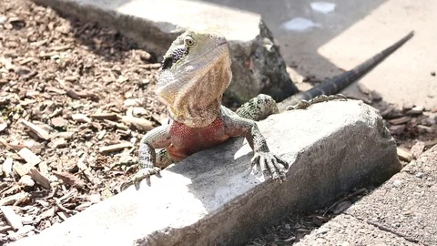 Water dragon sunbathing Stock Footage 89459716