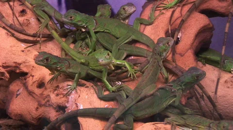 Water dragons Stock-Footage 98111