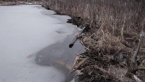 Water Draining from Beaver Dam Vídeo Stock 79584566