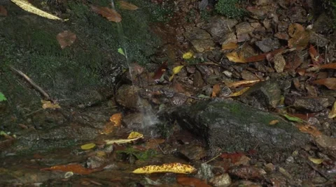 Water Drip Rock Stock Footage 41667374