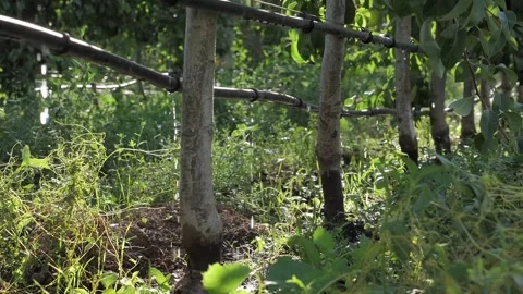 Water drip system for pear trees Stock Footage 153702176