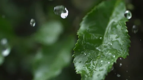 The water dripped on the leaves01 Stock Footage 234966643
